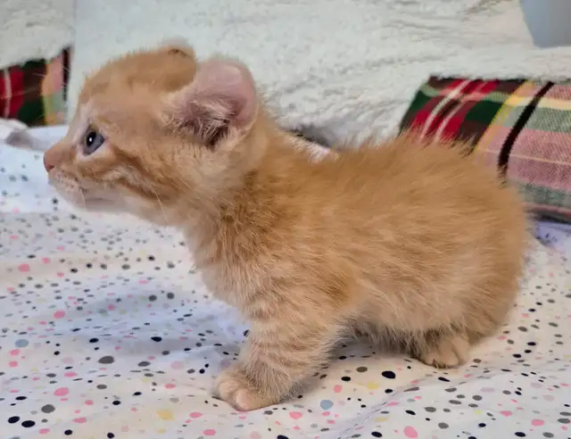 Munchkin Polydactyl Curled Ear Short Legged Silken Ginger - Photo 2