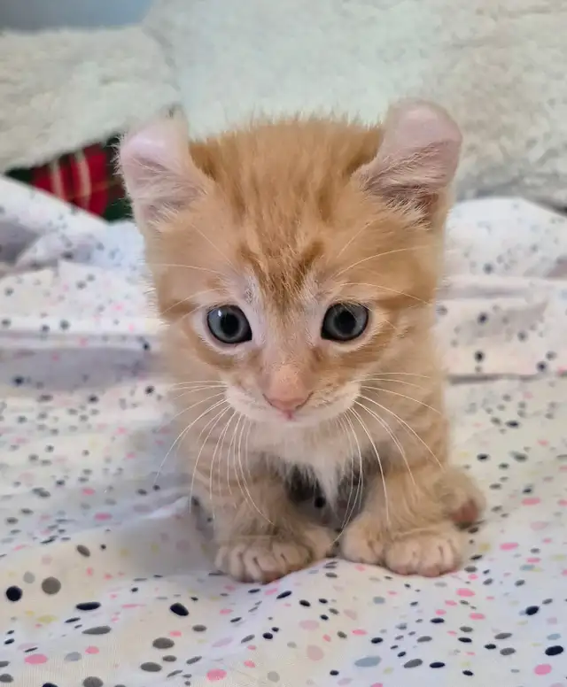 Munchkin Polydactyl Curled Ear Short Legged Silken Ginger - Photo 3
