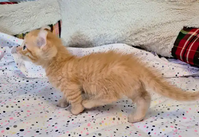 Munchkin Polydactyl Curled Ear Short Legged Silken Ginger - Photo 4