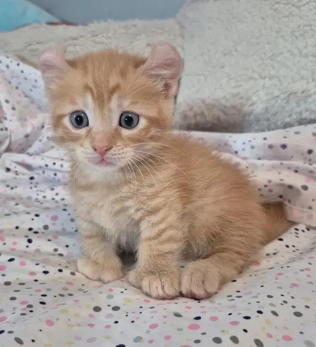 Munchkin Polydactyl Curled Ear Short Legged Silken Ginger - Photo 5