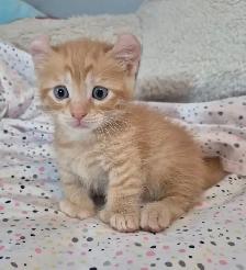 Munchkin Polydactyl Curled Ear Short Legged Silken Ginger - Photo 5