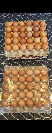 fresh chicken eggs