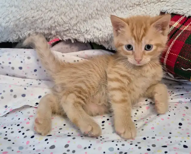 Silken Ginger Tab Master