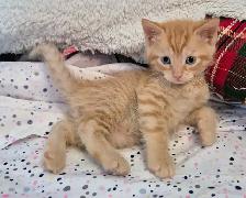 Silken Ginger Tab Master