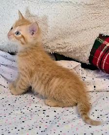 Silken Ginger Tab Master - Photo 2