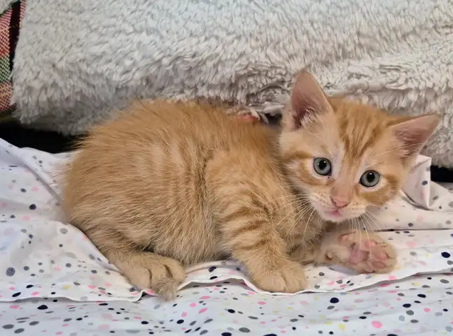 Silken Ginger Tab Master - Photo 3