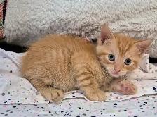 Silken Ginger Tab Master - Photo 3