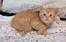 Silken Ginger Tab Master - Photo 5