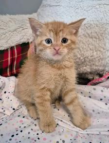 Male Ginger Tab