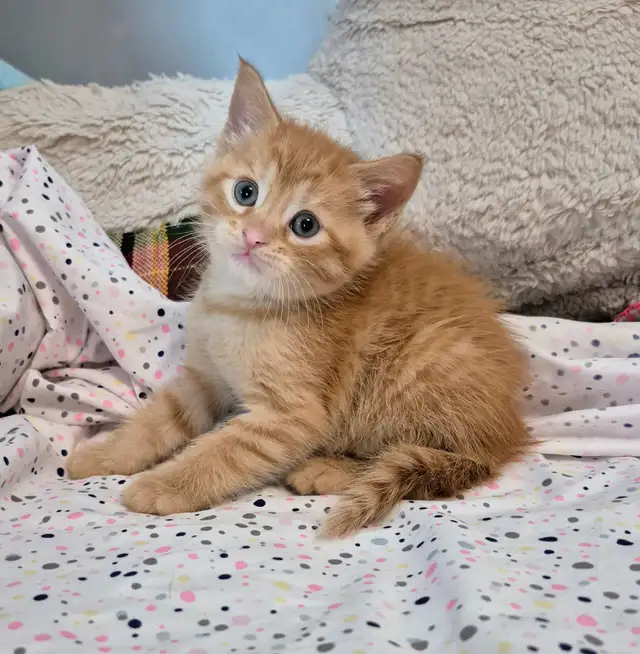 Male Ginger Tab - Photo 2