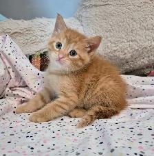 Male Ginger Tab - Photo 2