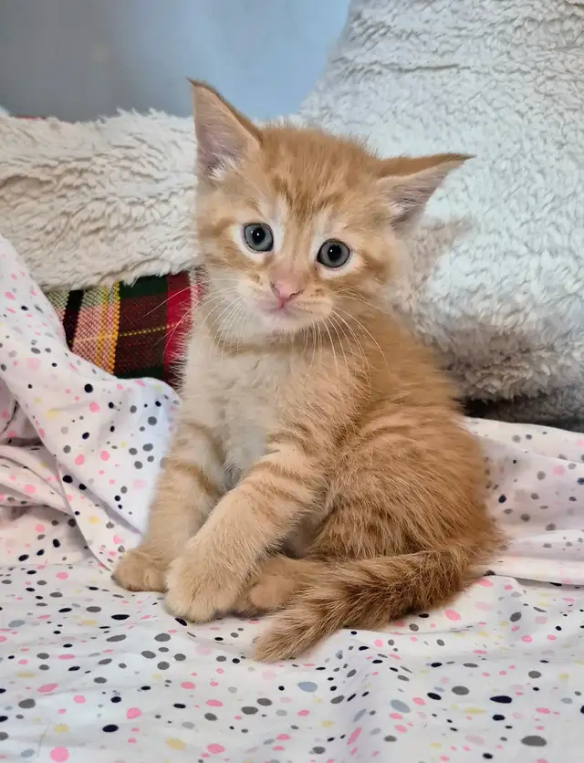 Male Ginger Tab - Photo 3