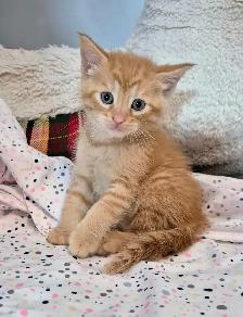 Male Ginger Tab - Photo 3