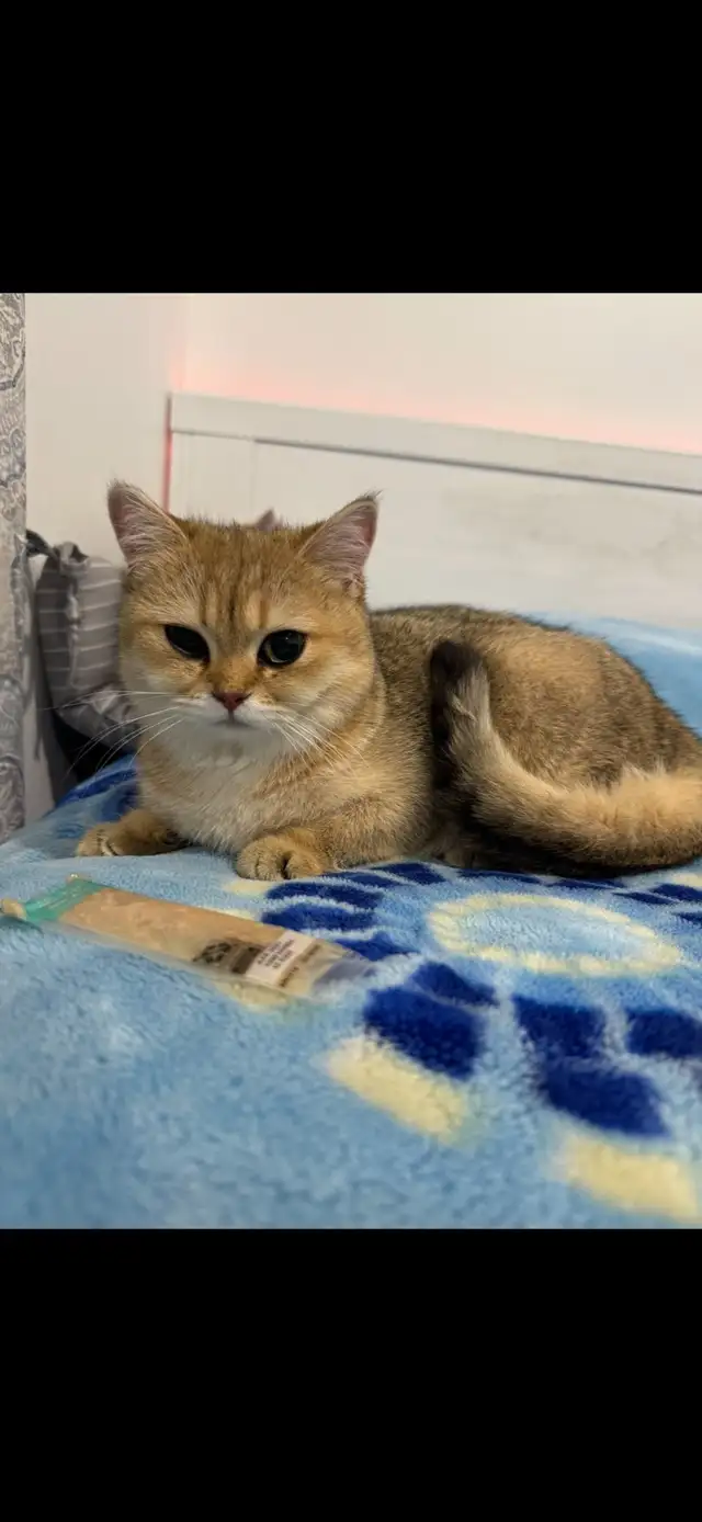 Golden British short hair Kitten