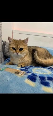 Golden British short hair Kitten