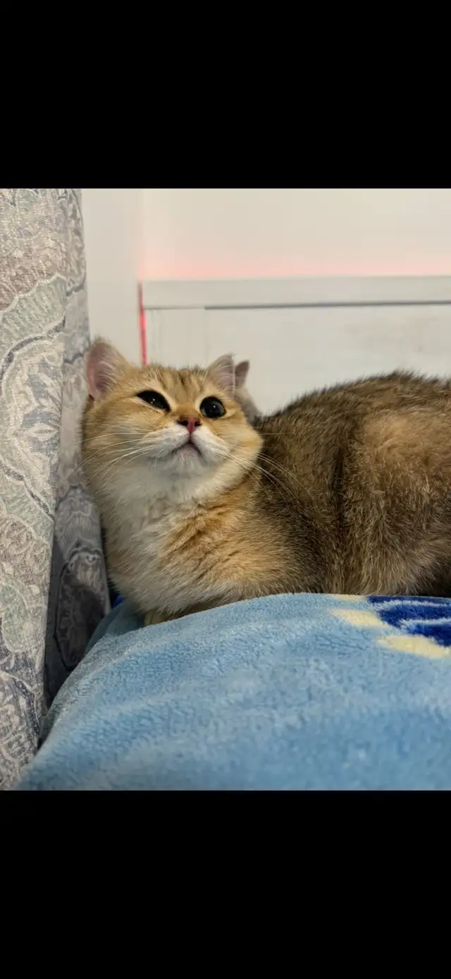 Golden British short hair Kitten - Photo 4