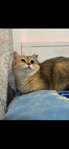 Golden British short hair Kitten - Photo 4