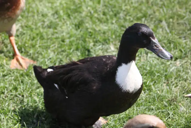 Fertilized domestic duck hatching eggs for sale. - Photo 2