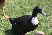 Fertilized domestic duck hatching eggs for sale. - Photo 2