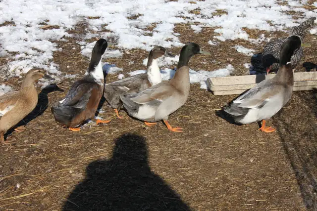 Fertilized domestic duck hatching eggs for sale. - Photo 3
