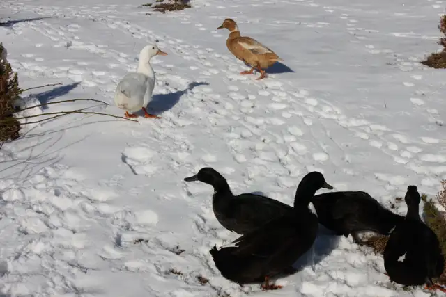 Fertilized domestic duck hatching eggs for sale. - Photo 5