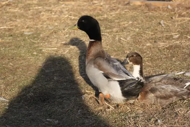 Fertilized domestic duck hatching eggs for sale. - Photo 6