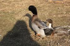 Fertilized domestic duck hatching eggs for sale. - Photo 6