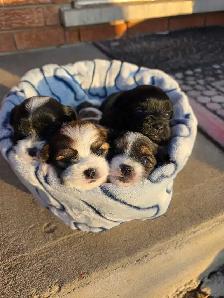 Gorgeous and adorable Shipoo/Yorkie mix puppies puppy