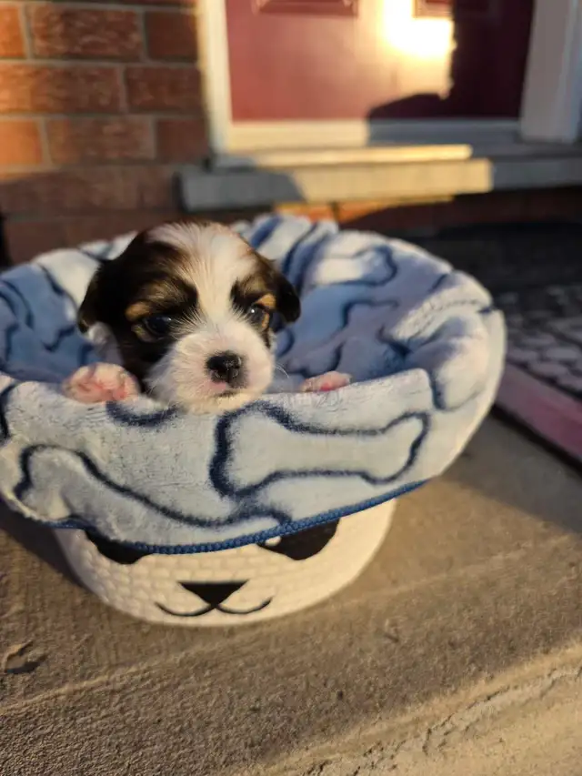 Gorgeous and adorable Shipoo/Yorkie mix puppies puppy - Photo 2