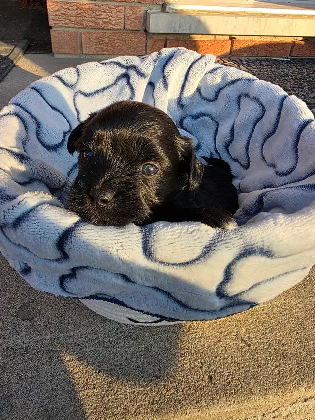 Gorgeous and adorable Shipoo/Yorkie mix puppies puppy - Photo 4