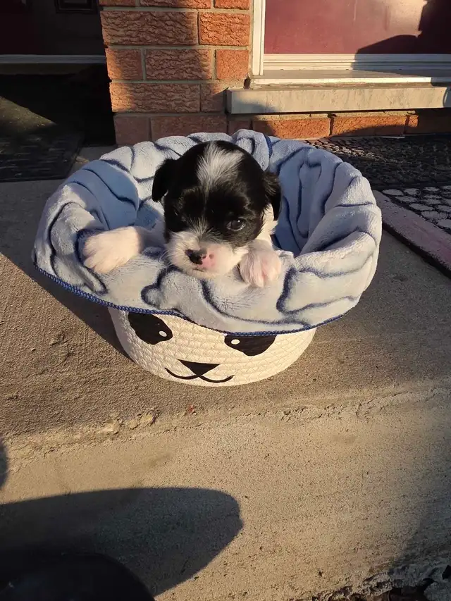 Gorgeous and adorable Shipoo/Yorkie mix puppies puppy - Photo 8