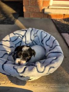 Gorgeous and adorable Shipoo/Yorkie mix puppies puppy - Photo 9