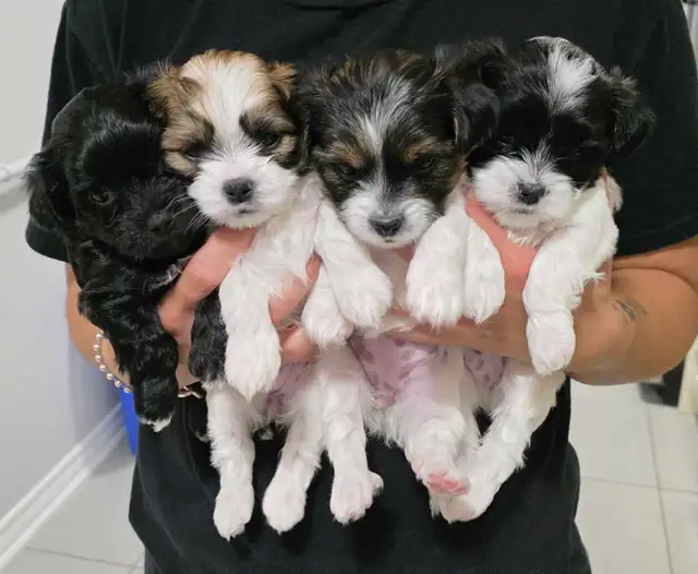 Gorgeous and adorable Shipoo/Yorkie mix puppies puppy - Photo 10