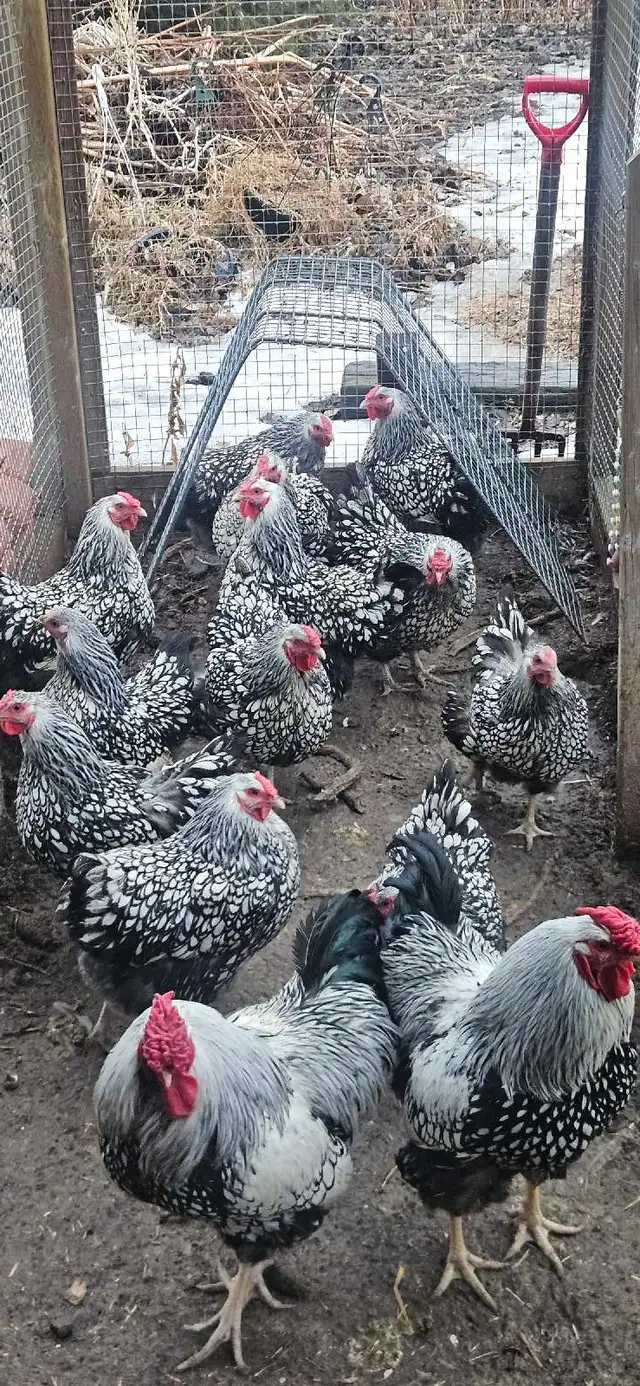 Fertilized eggs, Silver laced Wyandottes