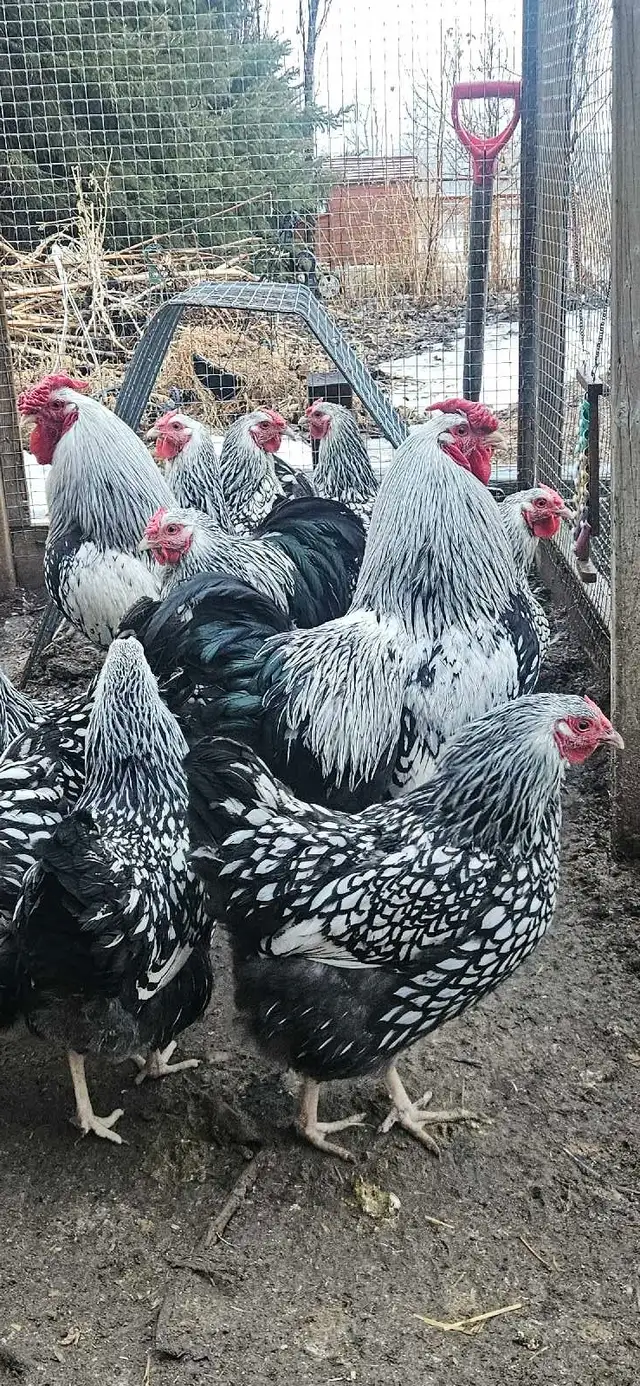 Fertilized eggs, Silver laced Wyandottes - Photo 2