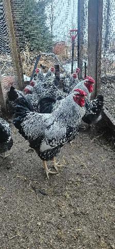 Fertilized eggs, Silver laced Wyandottes - Photo 3