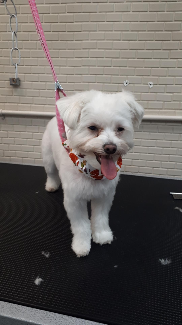 Certified Dog Grooming | 10% Off NEW CLIENT First Groom - Photo 2