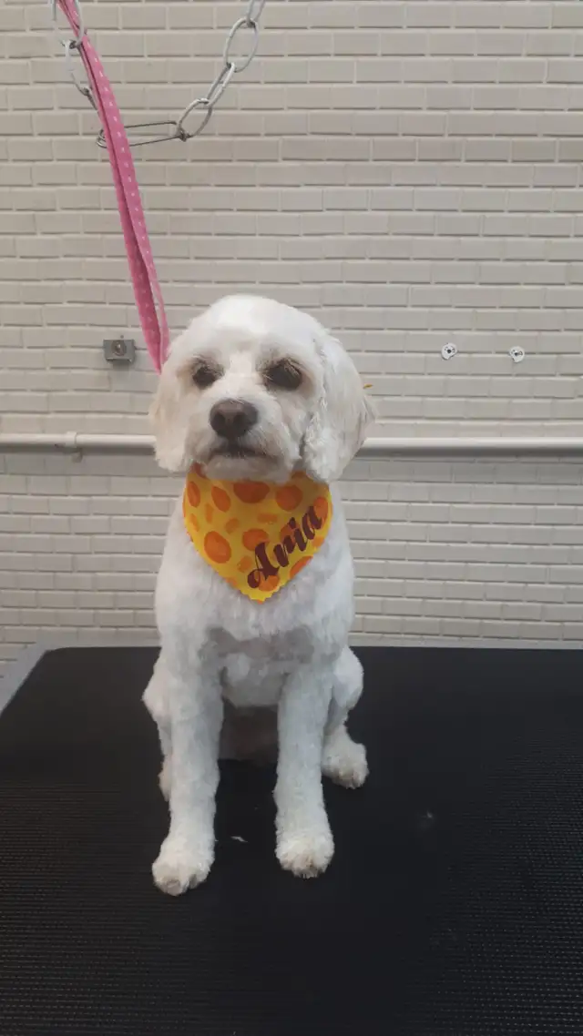 Certified Dog Grooming | 10% Off NEW CLIENT First Groom - Photo 4