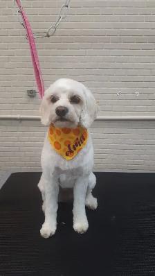 Certified Dog Grooming | 10% Off NEW CLIENT First Groom - Photo 4