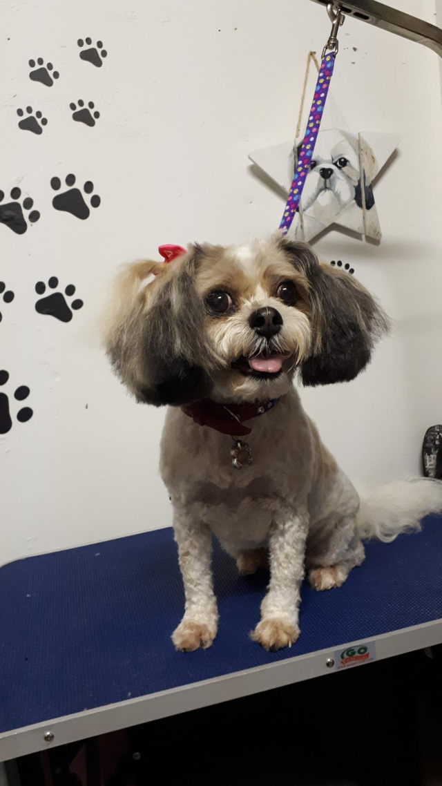 Certified Dog Grooming | 10% Off NEW CLIENT First Groom - Photo 5