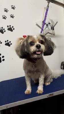 Certified Dog Grooming | 10% Off NEW CLIENT First Groom - Photo 5