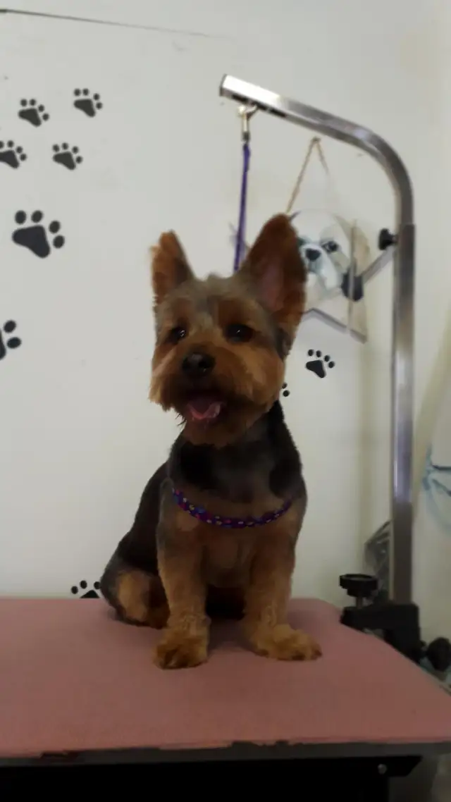 Certified Dog Grooming | 10% Off NEW CLIENT First Groom - Photo 6