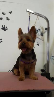 Certified Dog Grooming | 10% Off NEW CLIENT First Groom - Photo 6