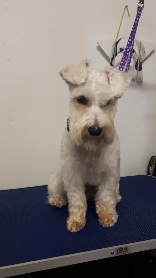 Certified Dog Grooming | 10% Off NEW CLIENT First Groom - Photo 7