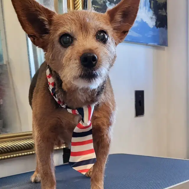 Certified Dog Grooming | 10% Off NEW CLIENT First Groom - Photo 9