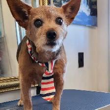 Certified Dog Grooming | 10% Off NEW CLIENT First Groom - Photo 9