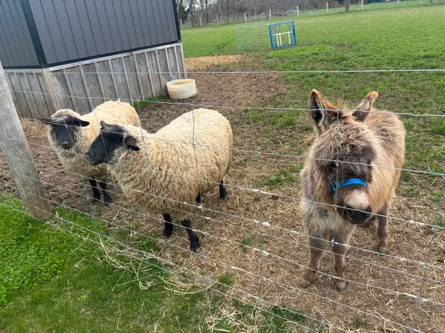 Mini  Donkey (Jack)