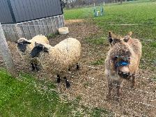 Mini  Donkey (Jack)