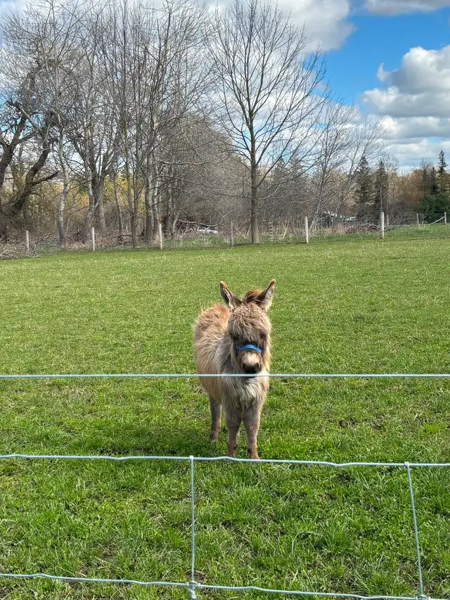 Mini  Donkey (Jack) - Photo 2