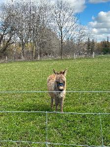 Mini  Donkey (Jack) - Photo 2